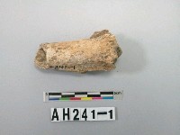 藏品(動物肢骨)的圖片